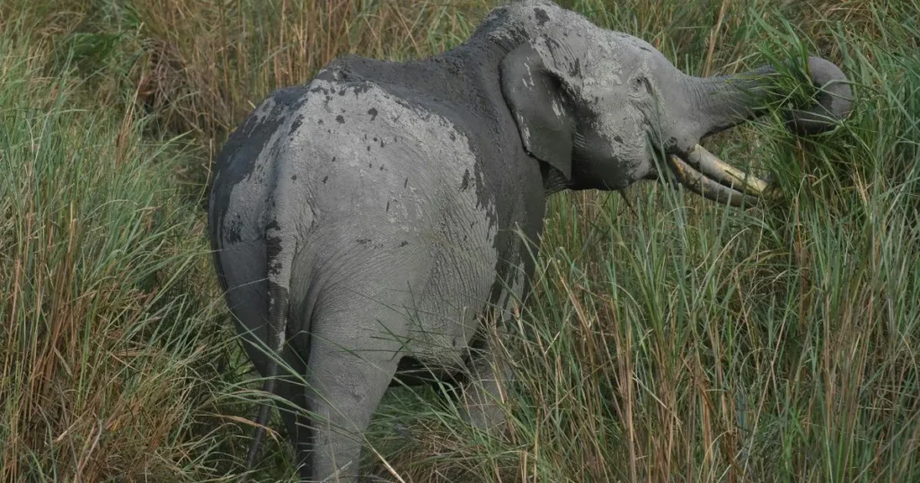 List of Elephant Reserves in India